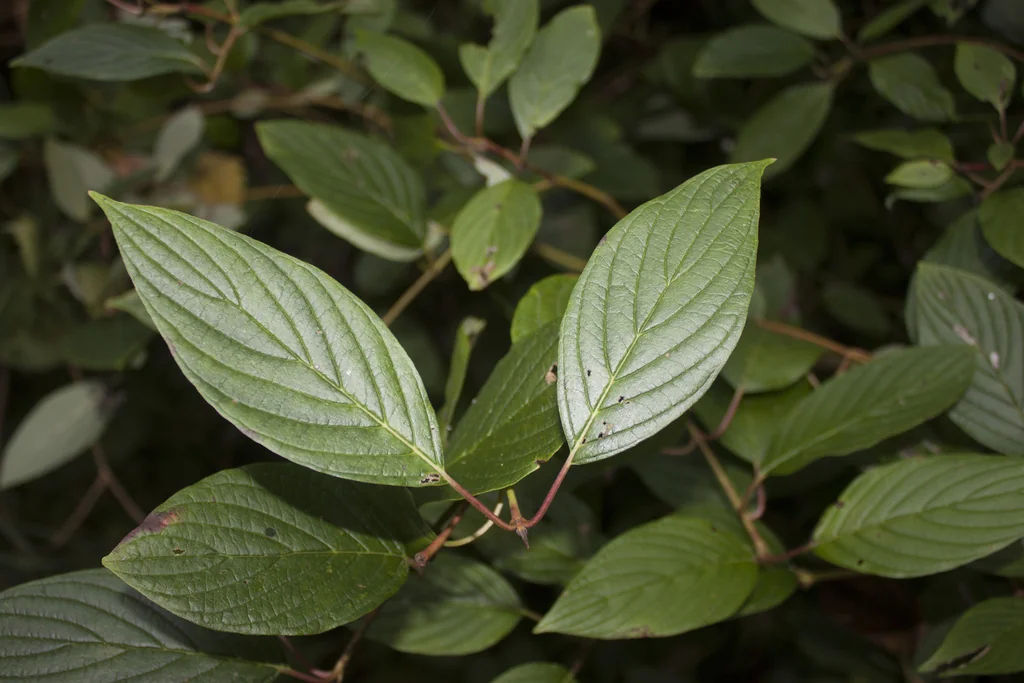 Cornus Sericea Ssp. Occidentalis