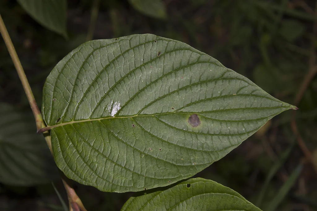 Cornus Sericea Ssp. Occidentalis