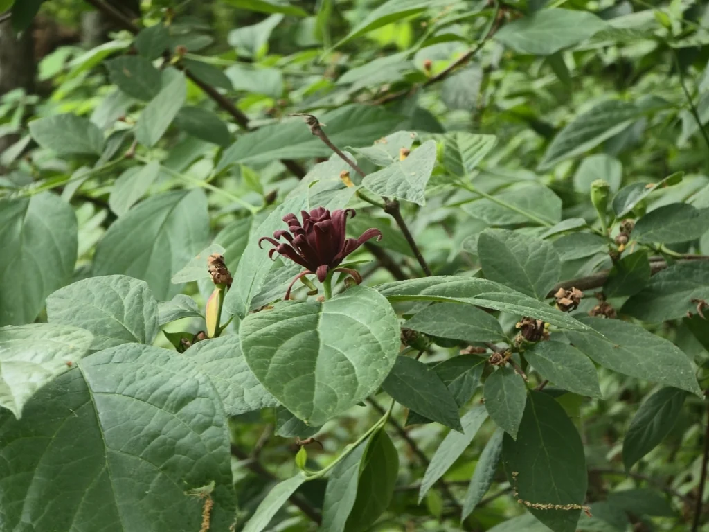 Calycanthus Floridus