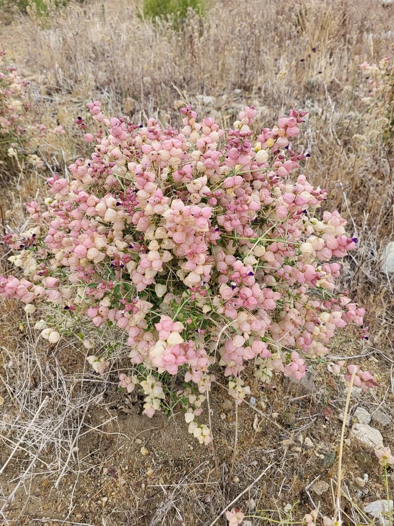Scutellaria Mexicana