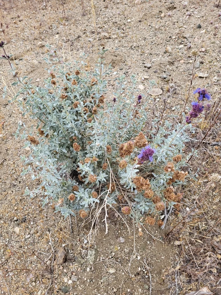 Salvia dorrii