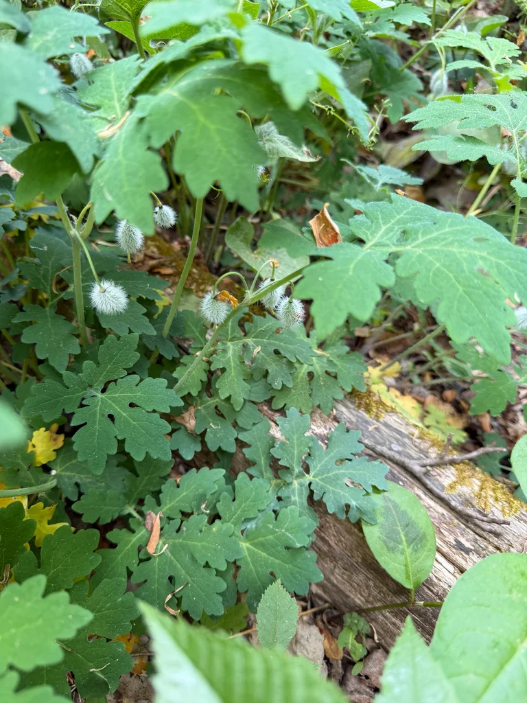 Stylophorum Diphyllum