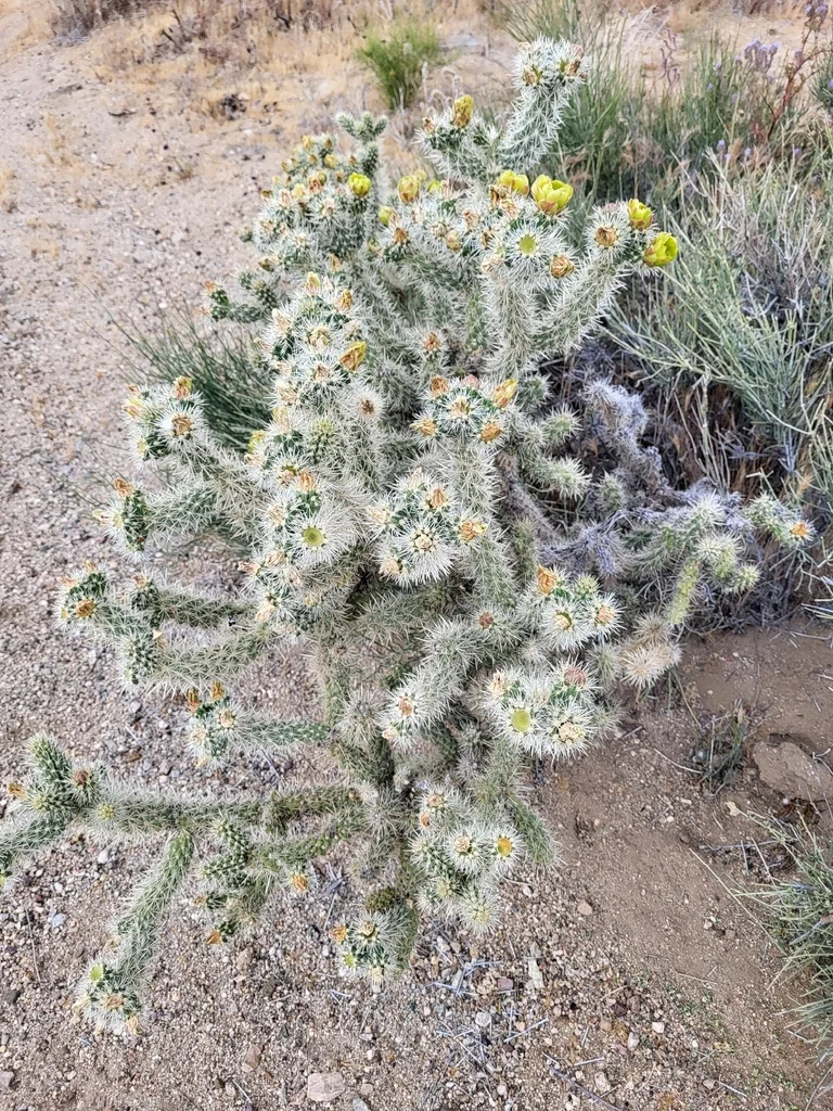 Cylindropuntia Echinocarpa