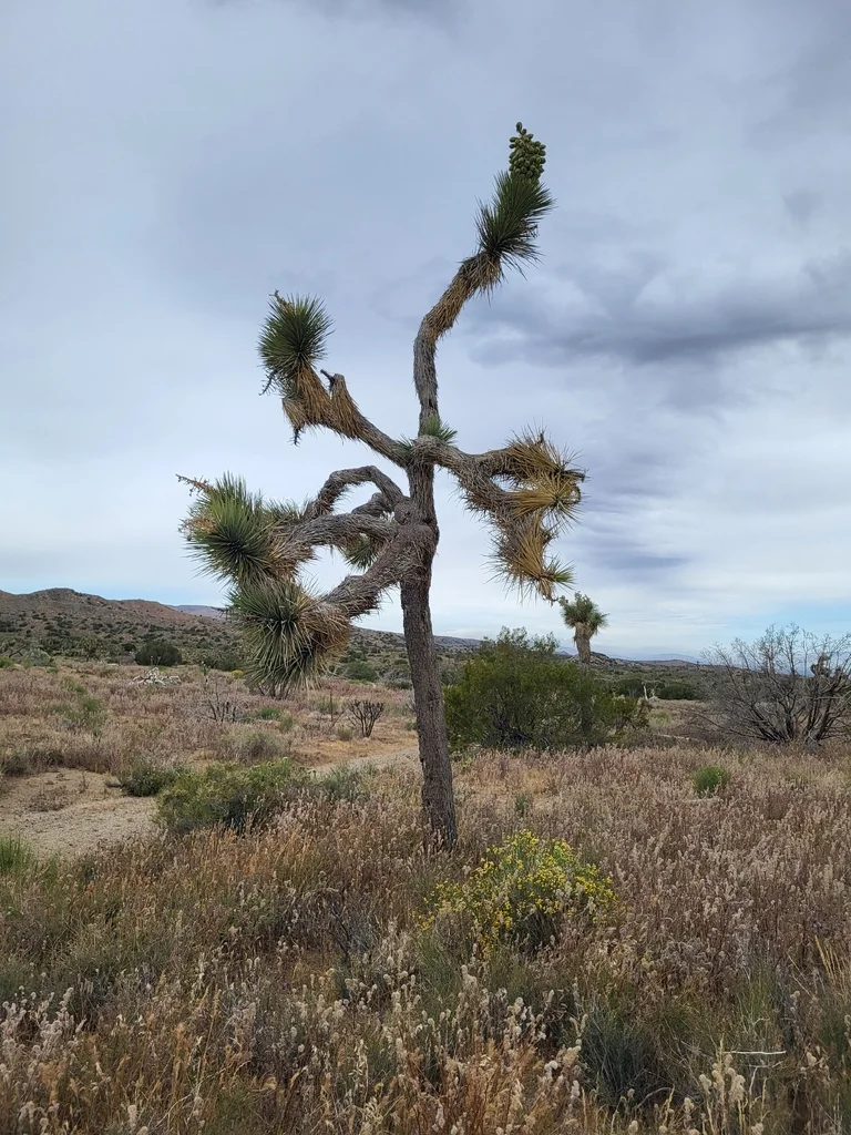 Yucca Brevifolia