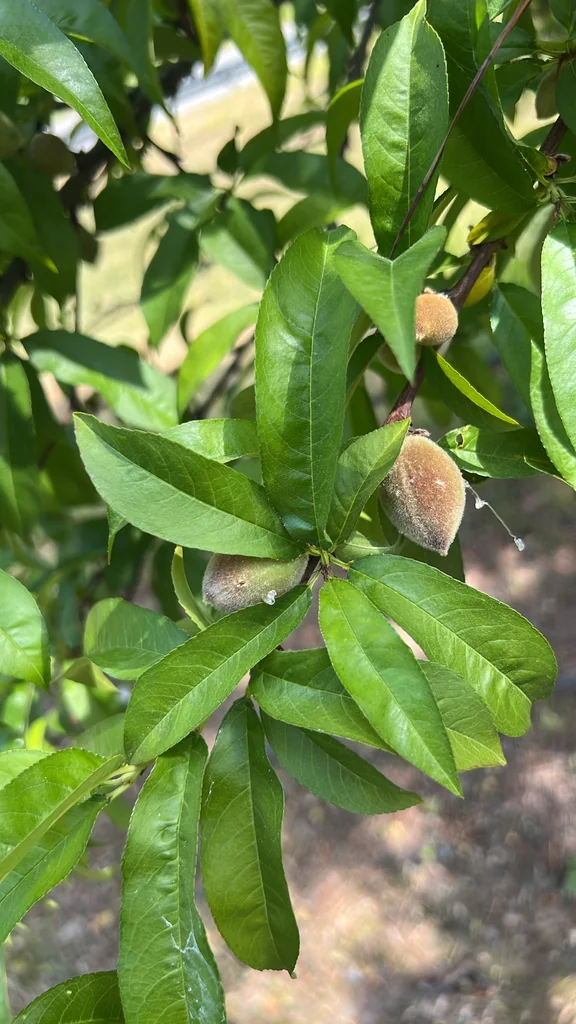 Prunus Persica