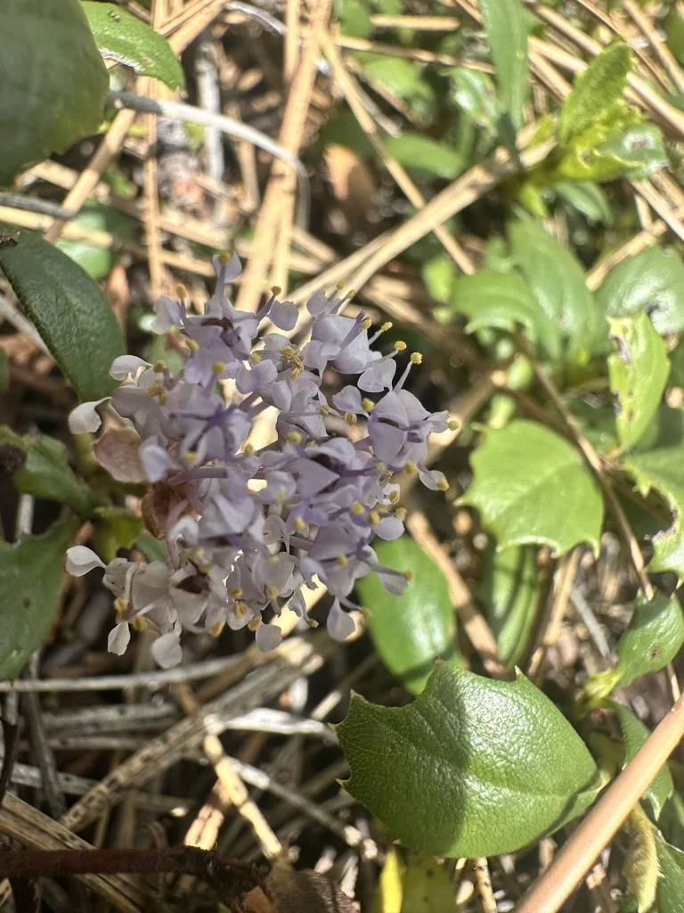 Ceanothus Prostratus