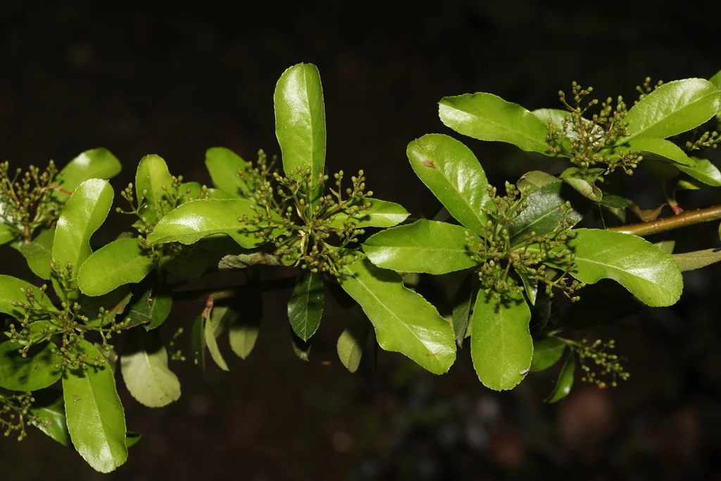 Pyracantha Coccinea
