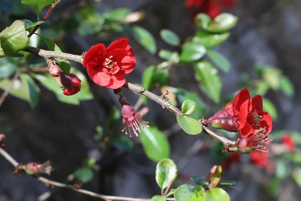 Chaenomeles speciosa