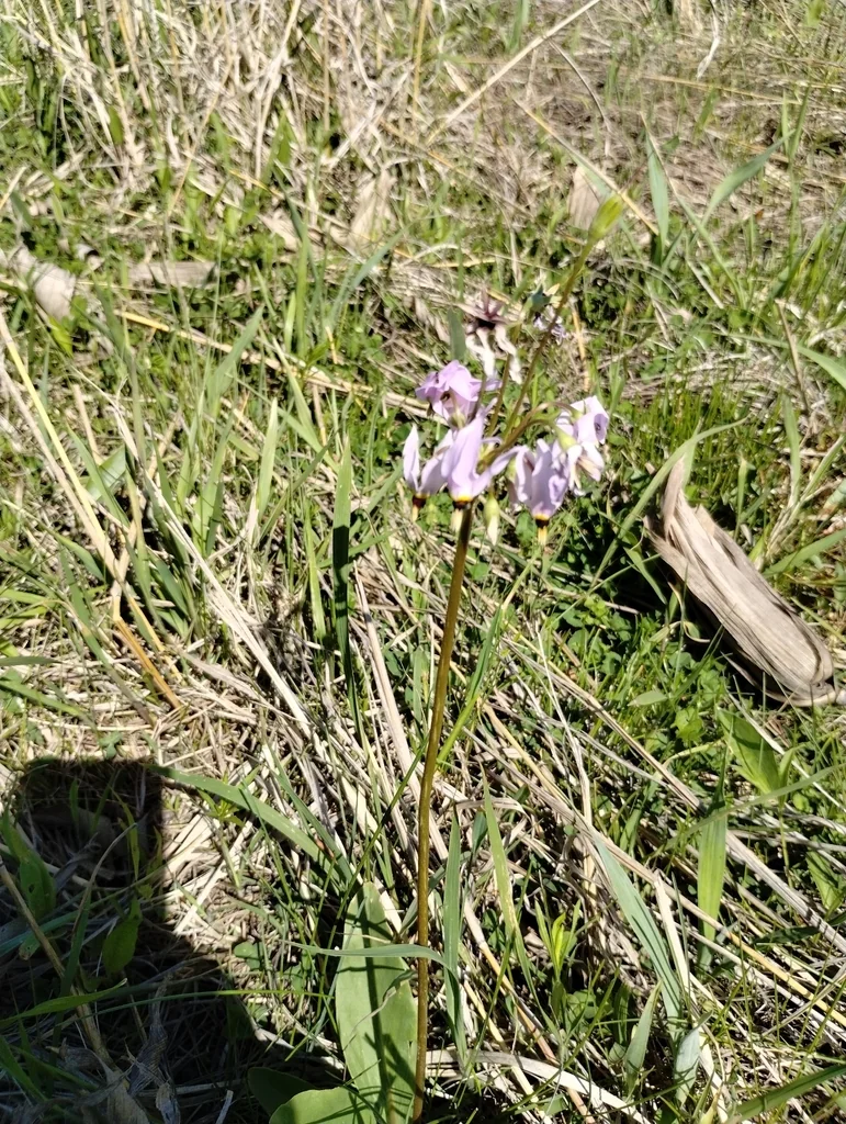 Dodecatheon Meadia