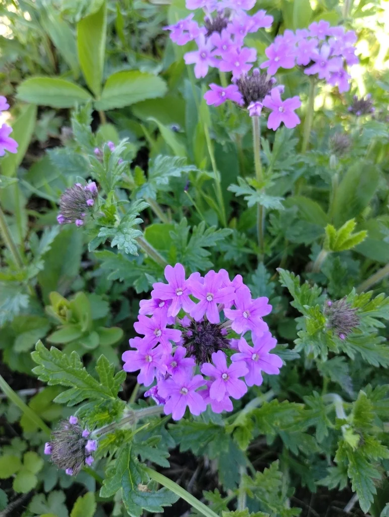 Verbena Canadensis