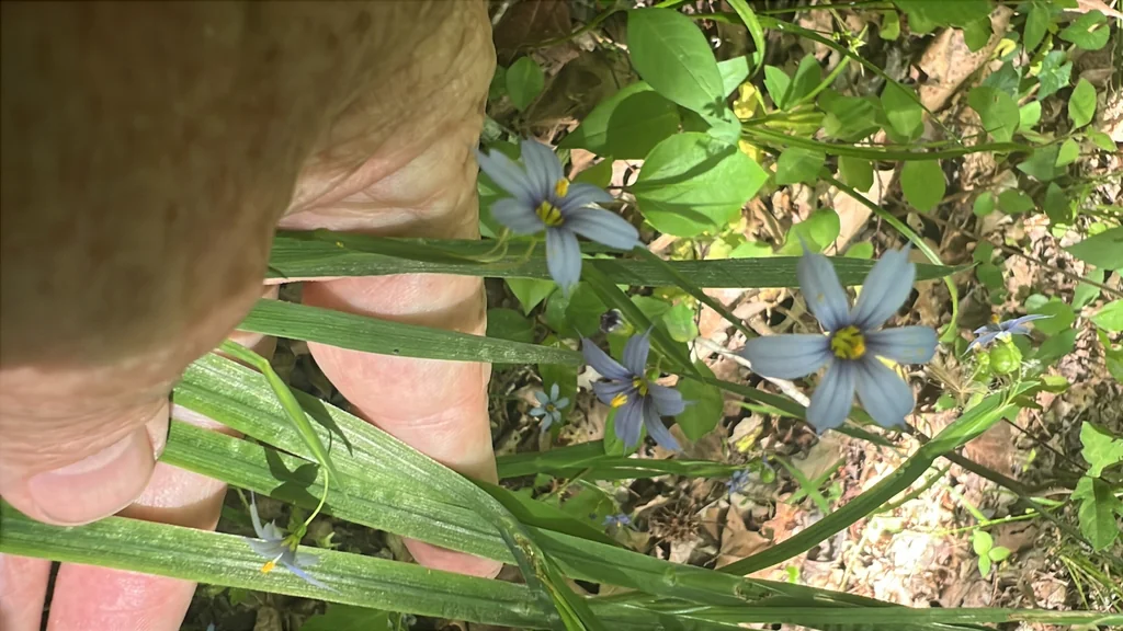 Sisyrinchium Angustifolium
