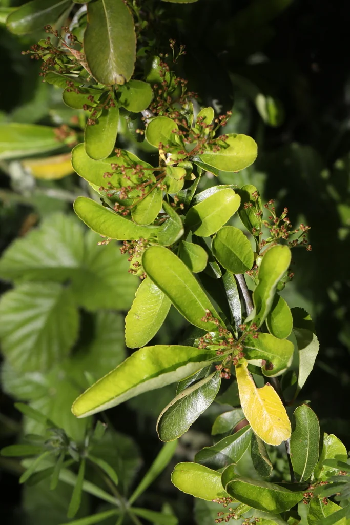 Pyracantha Coccinea