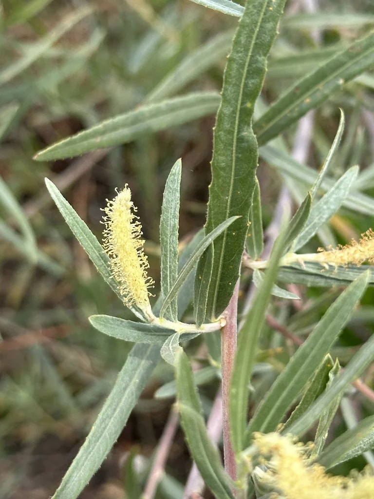 Salix Exigua