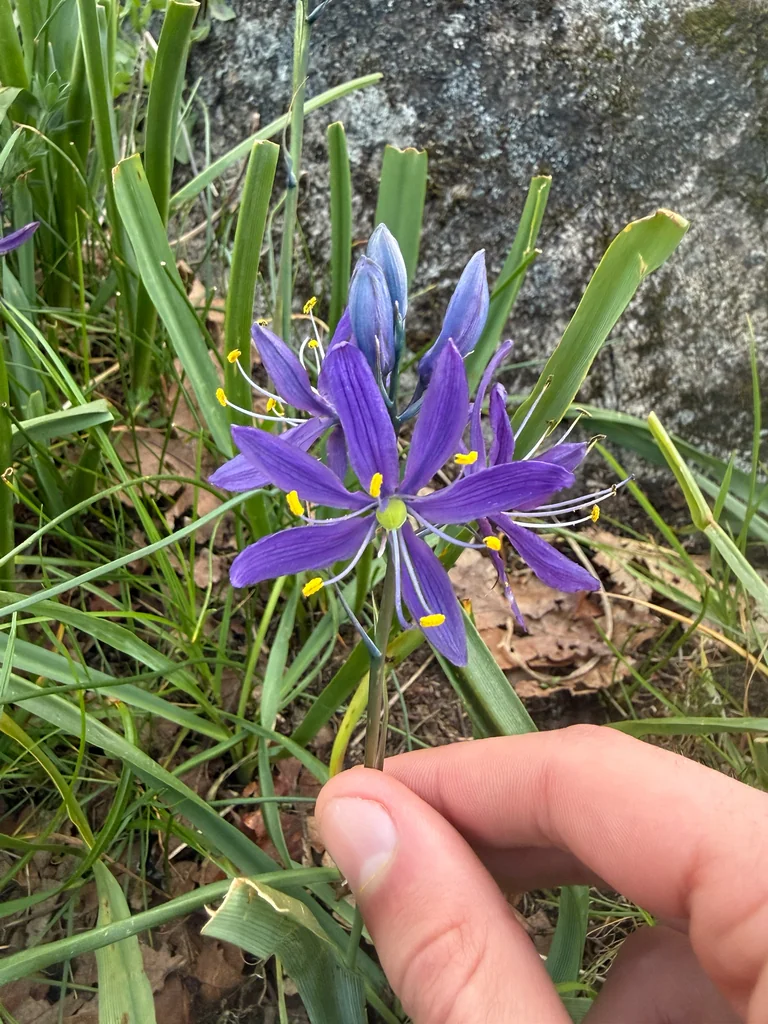 Camassia Quamash