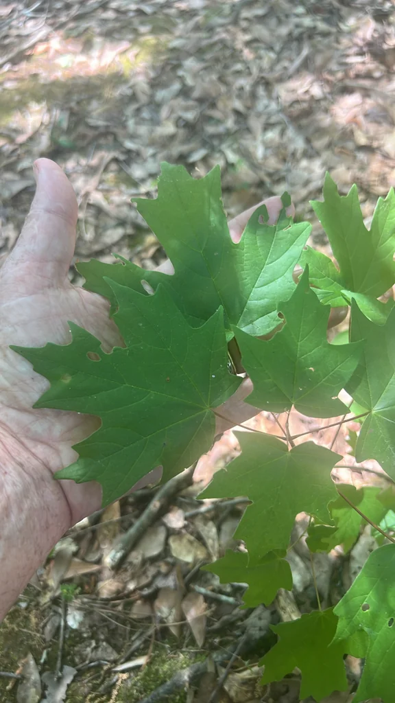 Acer Floridanum