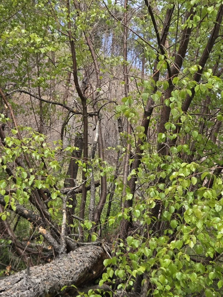 Betula Occidentalis