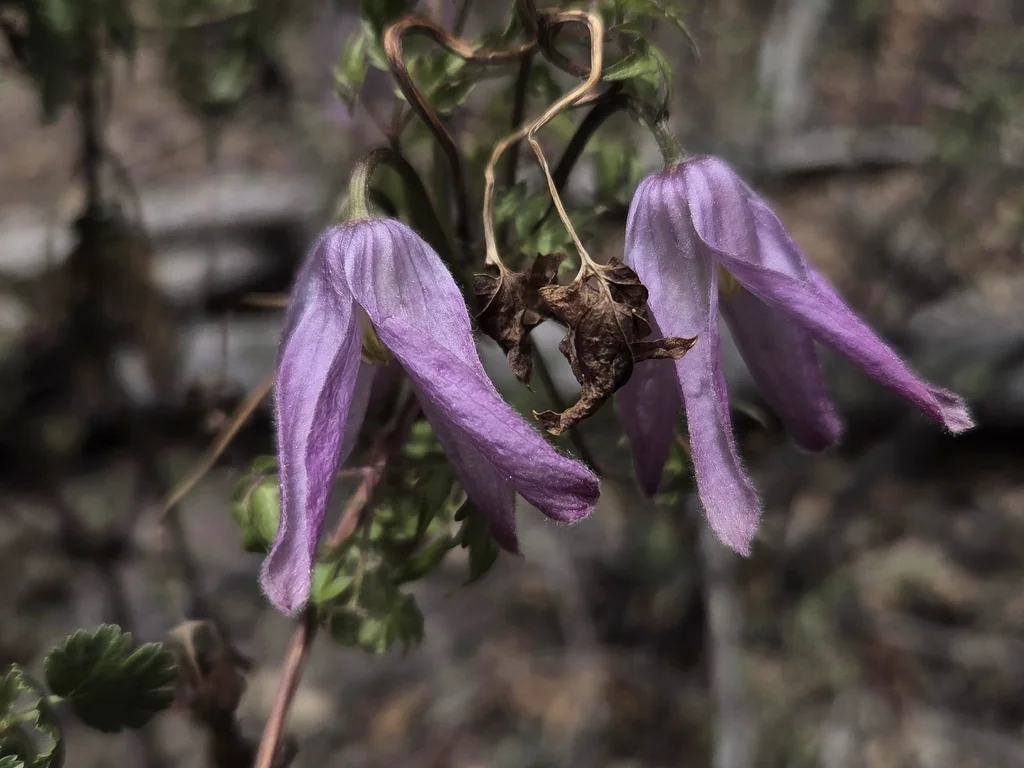 Clematis Columbiana