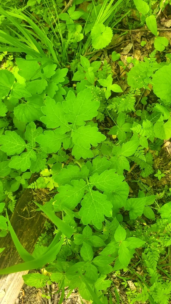 Stylophorum Diphyllum