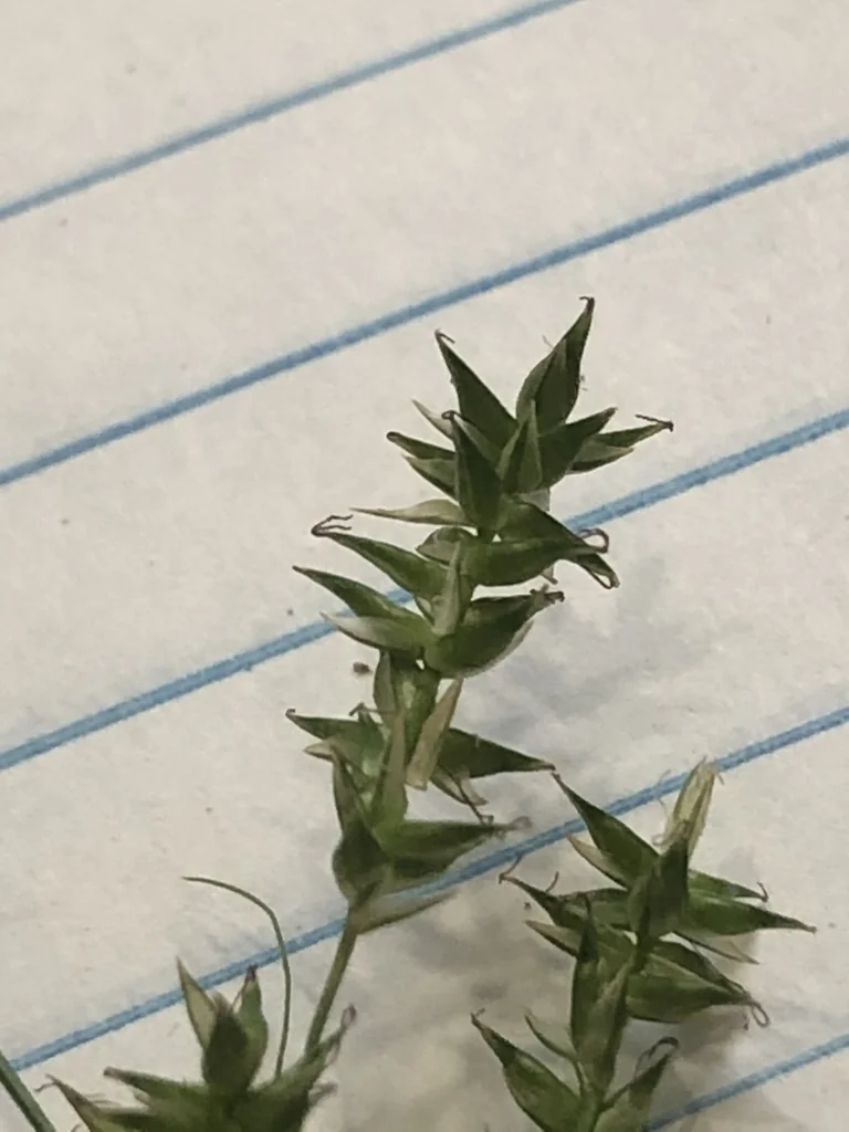 Carex Texensis