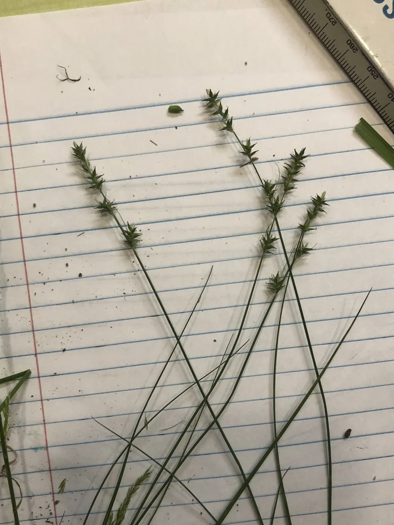 Carex Texensis