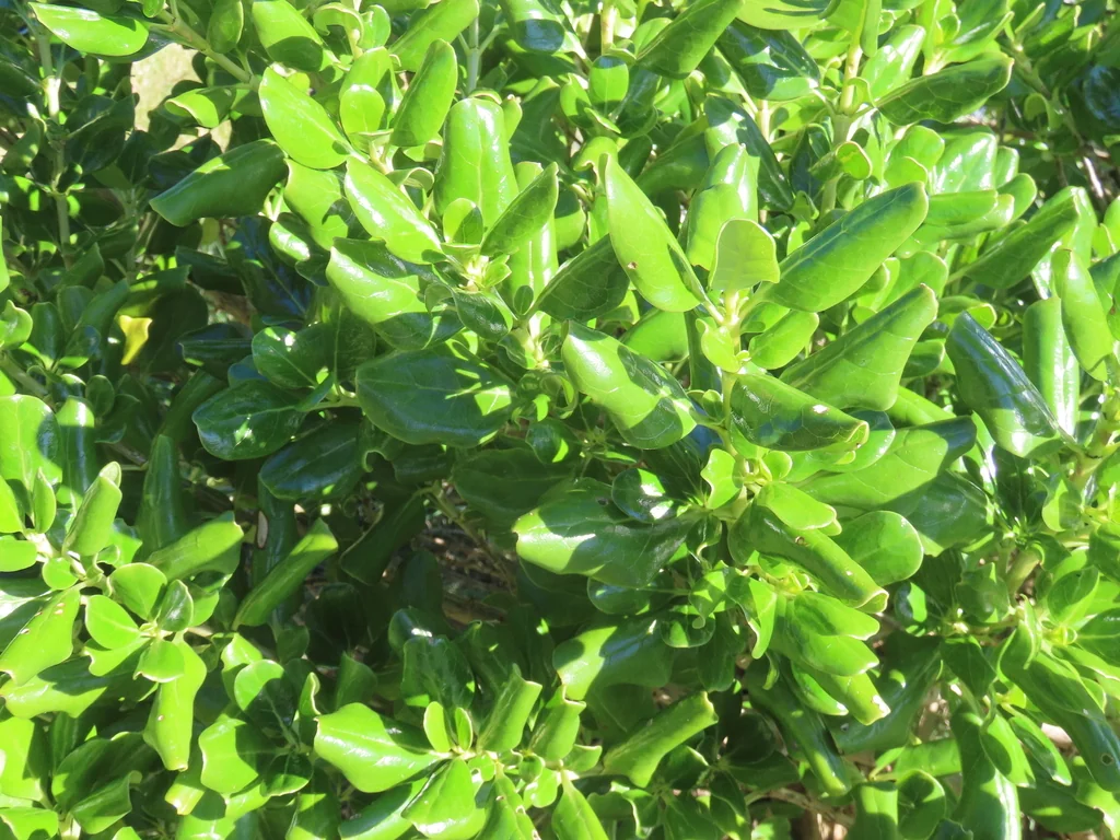 Coprosma repens