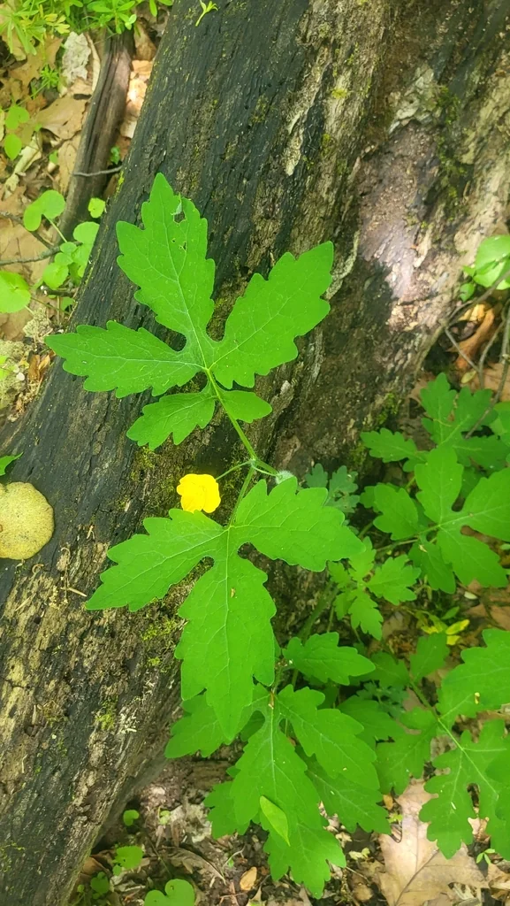 Stylophorum Diphyllum