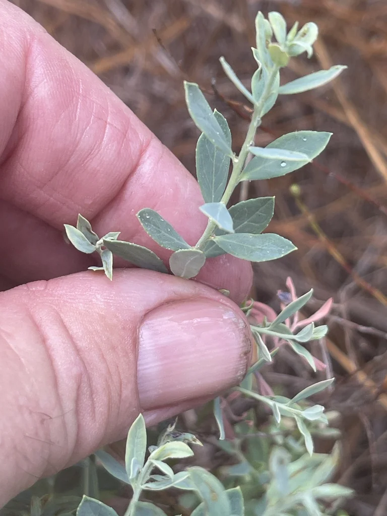 Vaccinium Darrowii