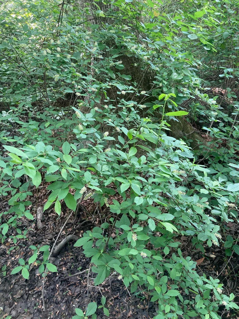 Itea virginica