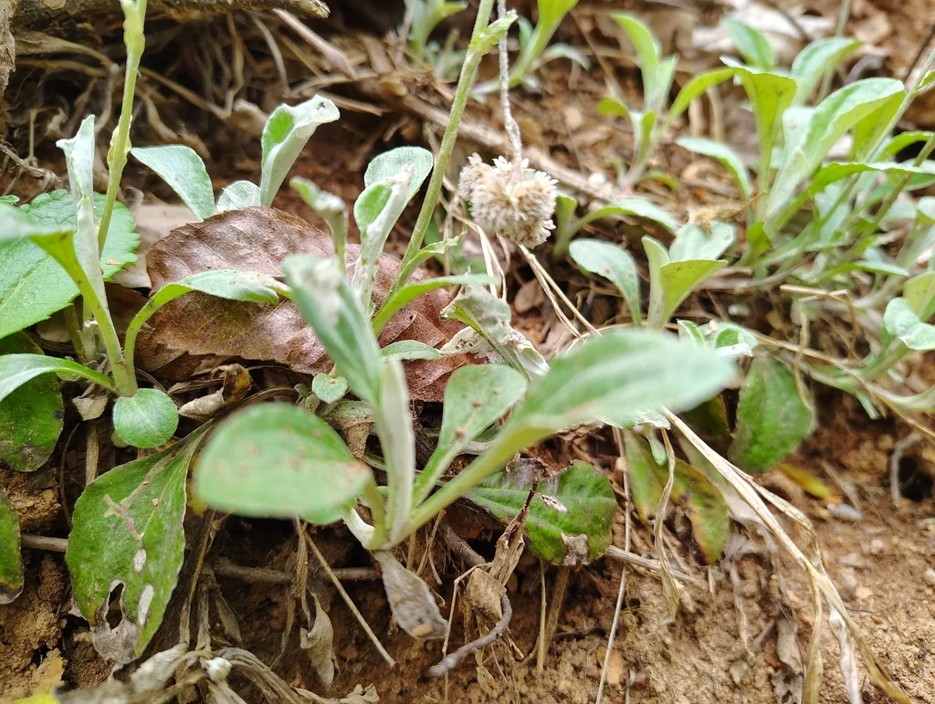 Antennaria Plantaginifolia