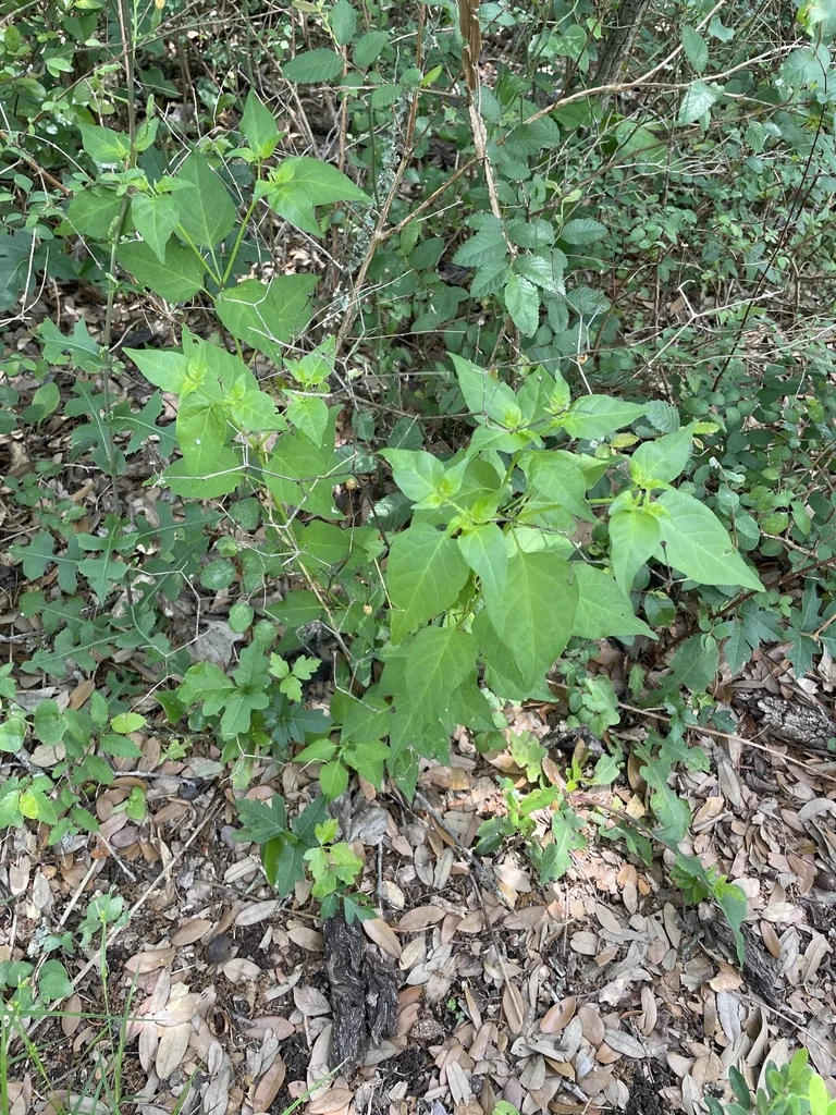 Capsicum annuum