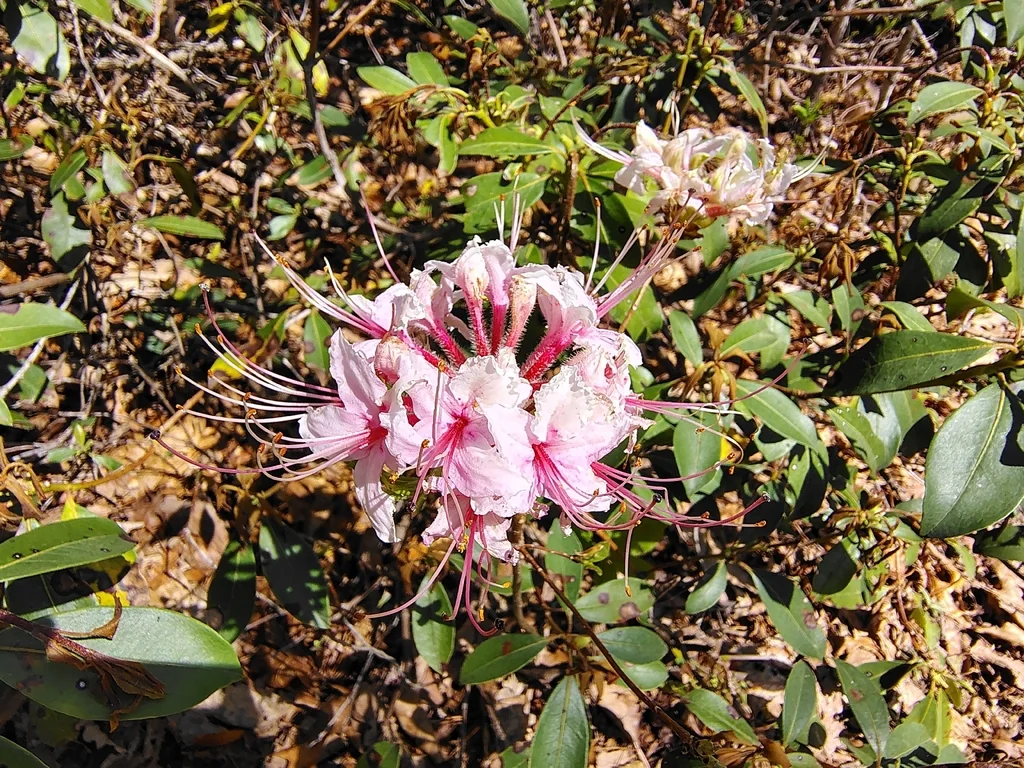 Rhododendron Periclymenoides