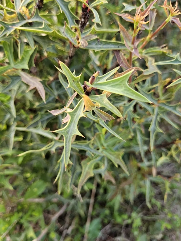 Berberis Trifoliolata