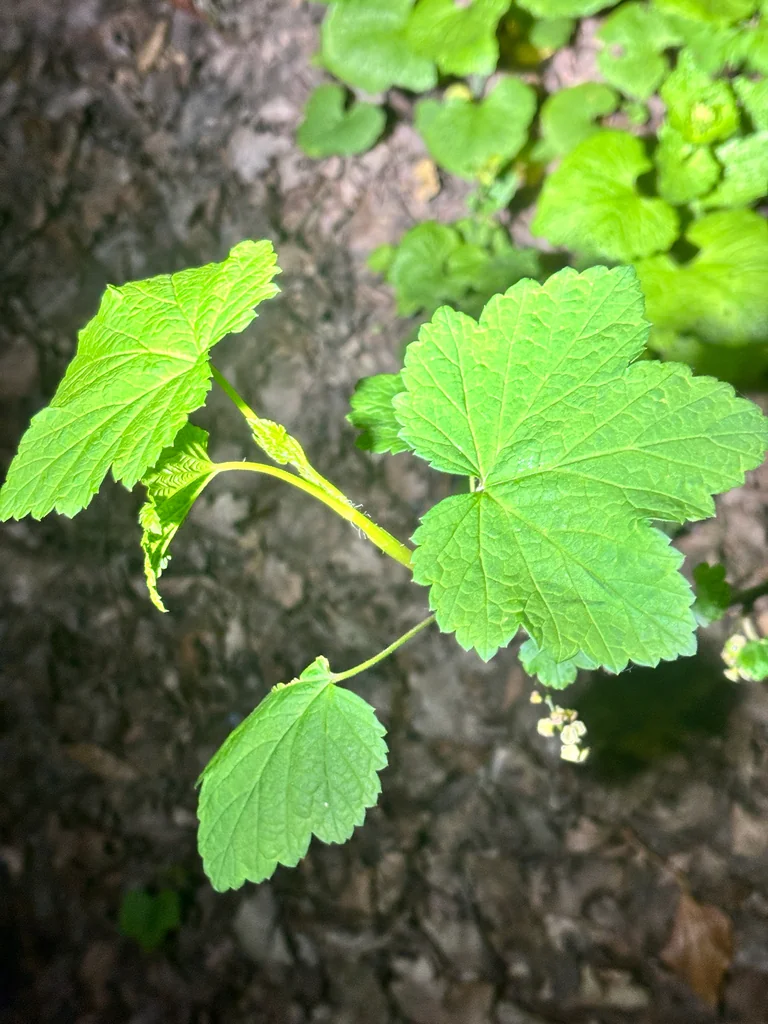 Ribes Rubrum