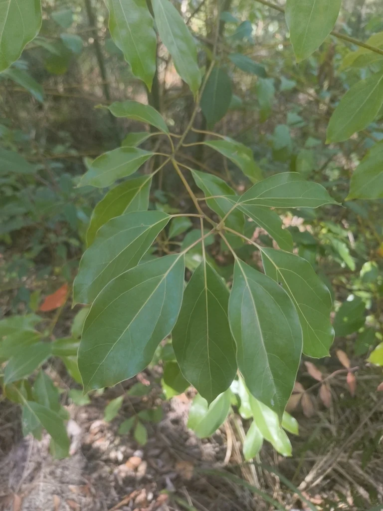 Cinnamomum Camphora