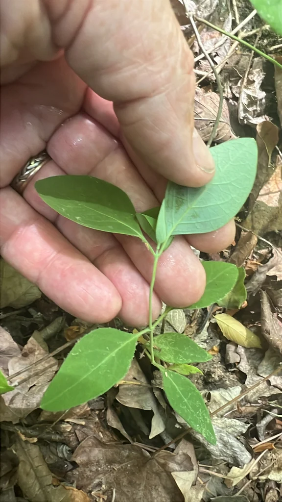 Lonicera Sempervirens