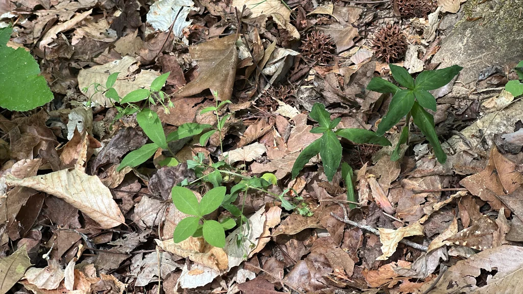 Stellaria Pubera