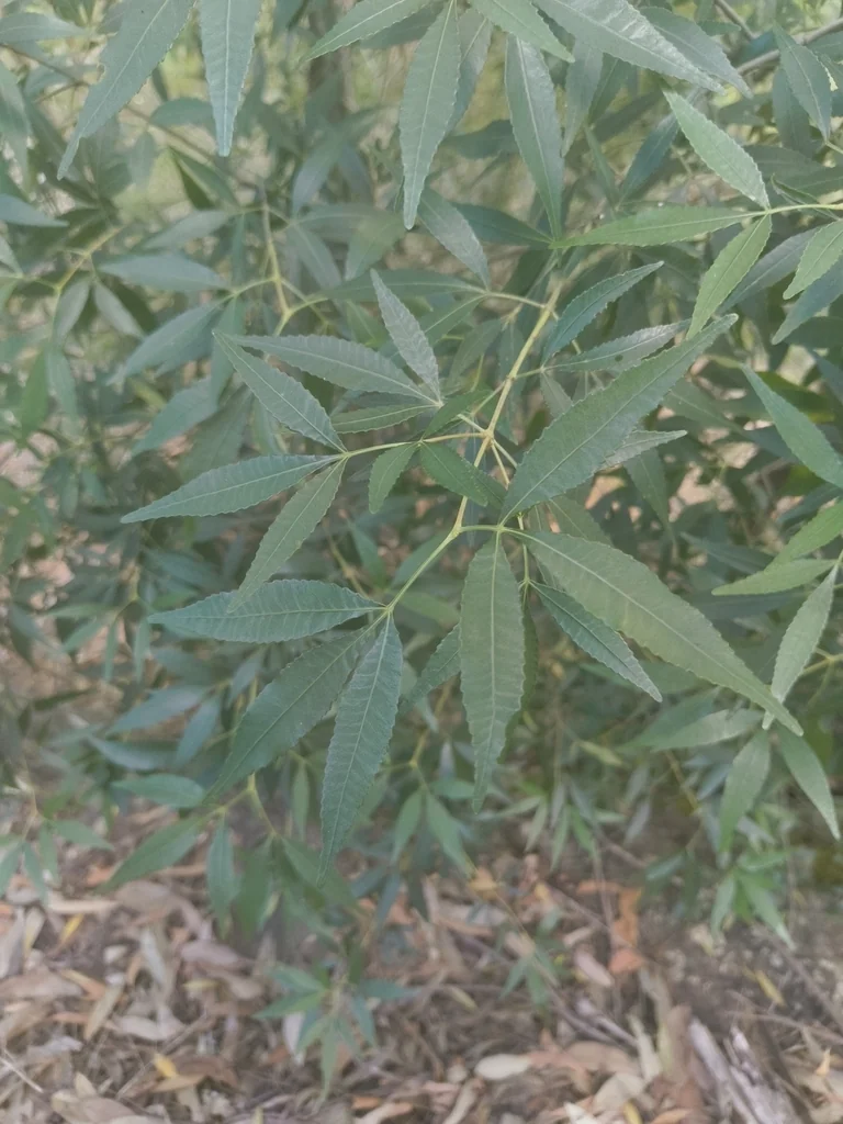 Ceratopetalum Gummiferum