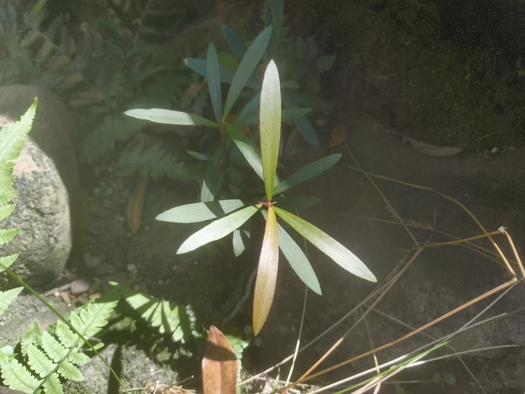 Tristaniopsis Laurina