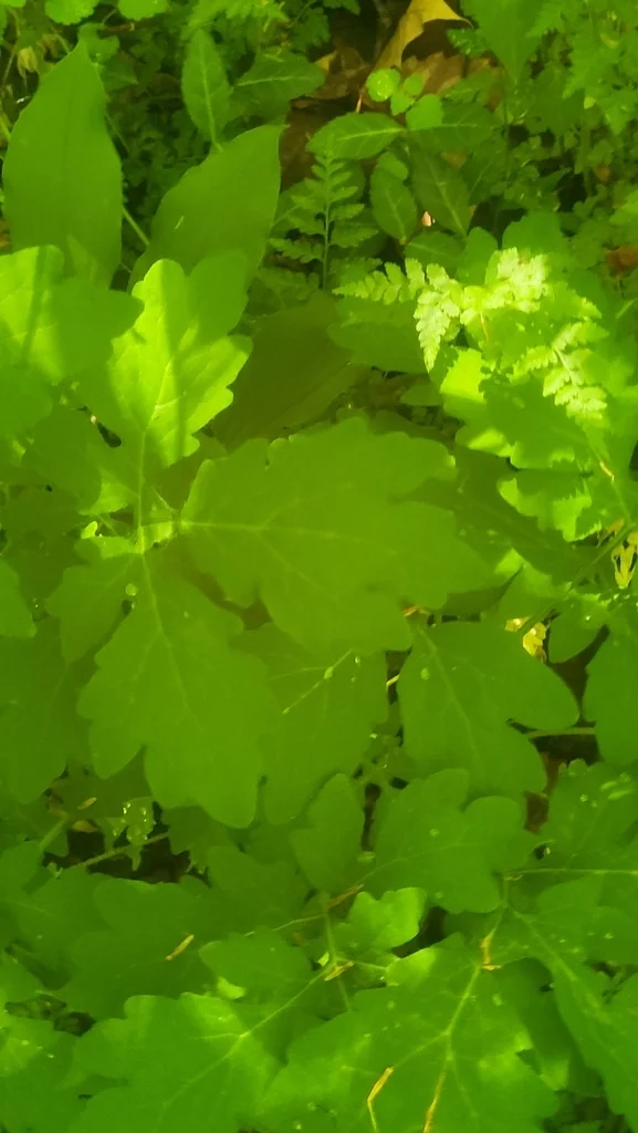 Stylophorum Diphyllum