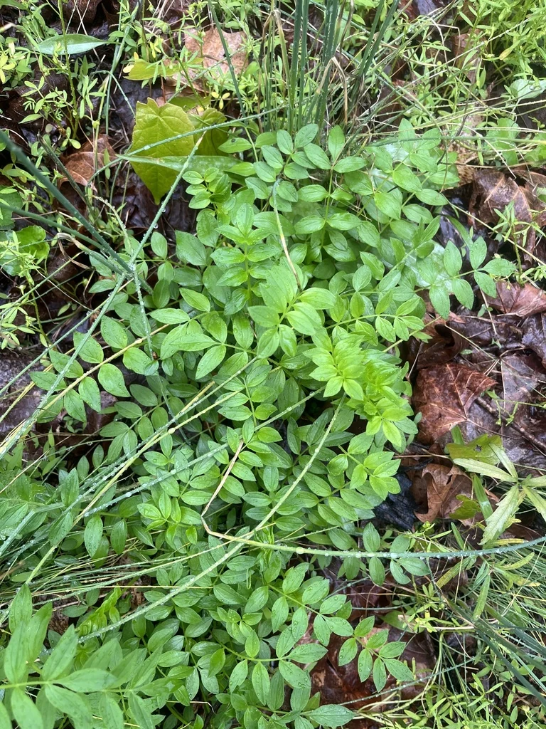 Polemonium Reptans
