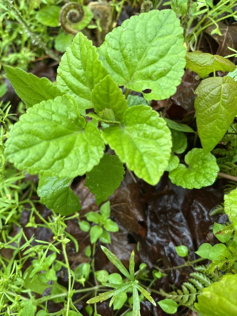 Meehania Cordata