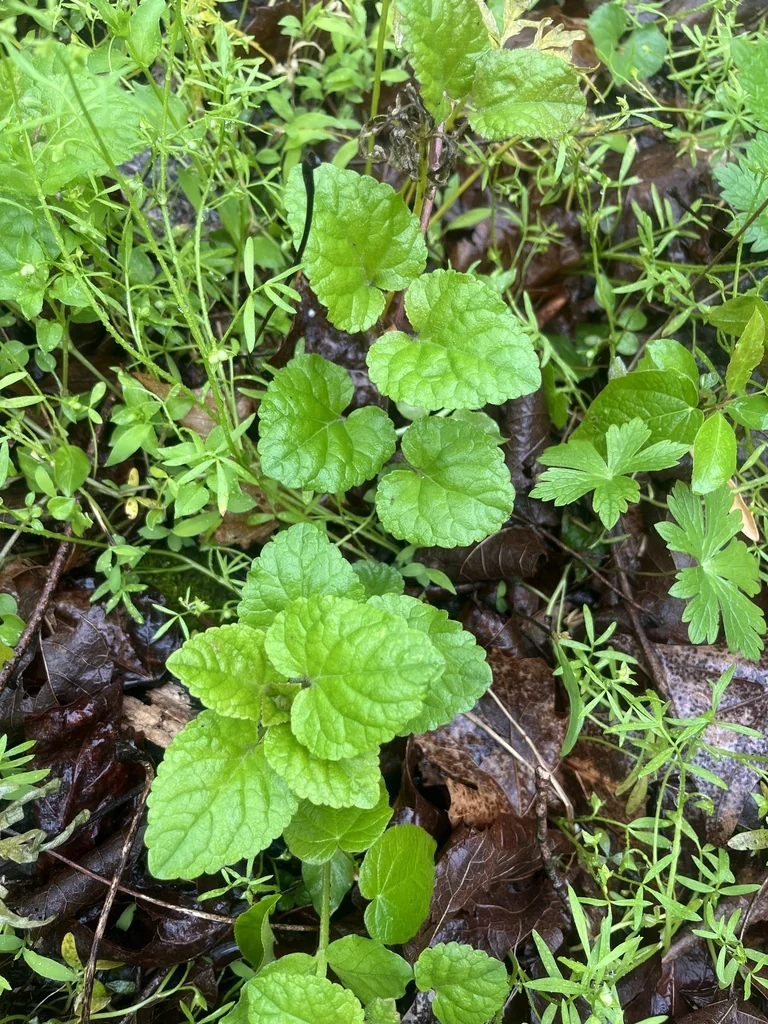 Meehania Cordata