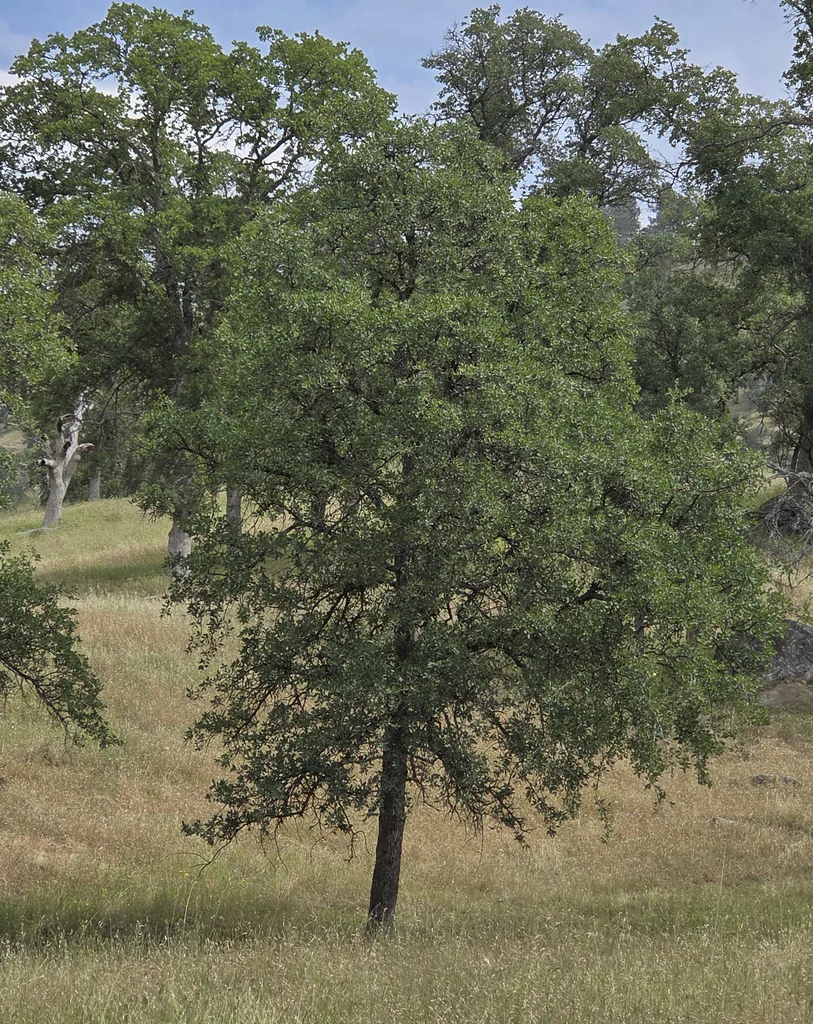 Quercus dumosa