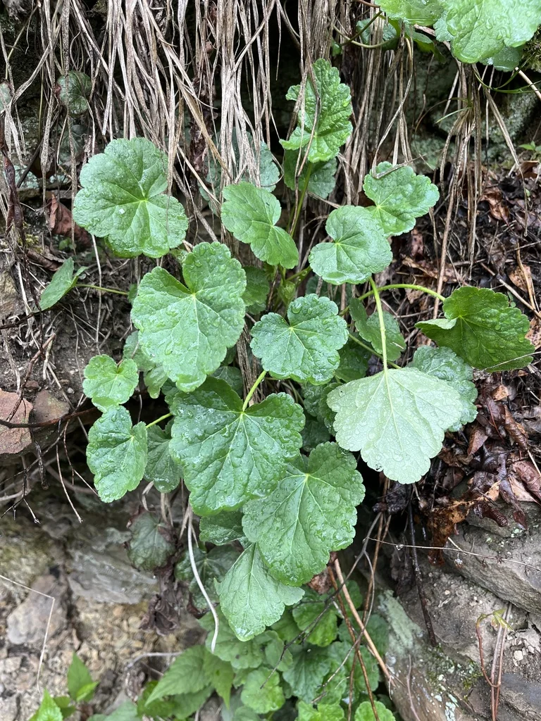 Heuchera Americana