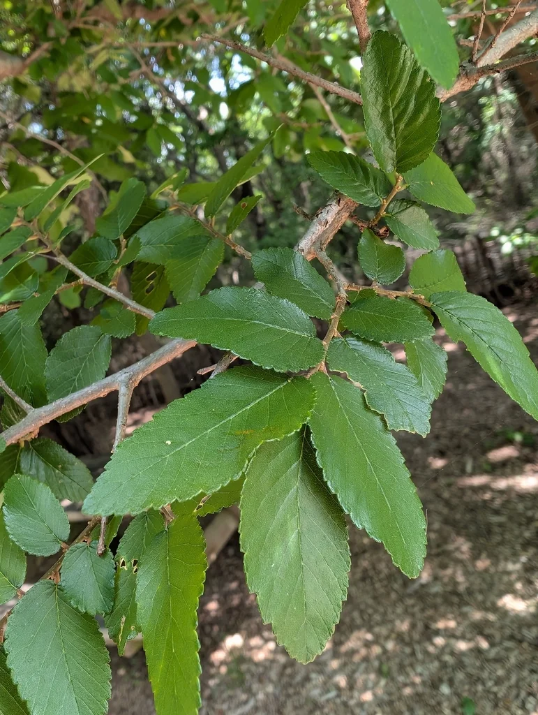 Ulmus Crassifolia