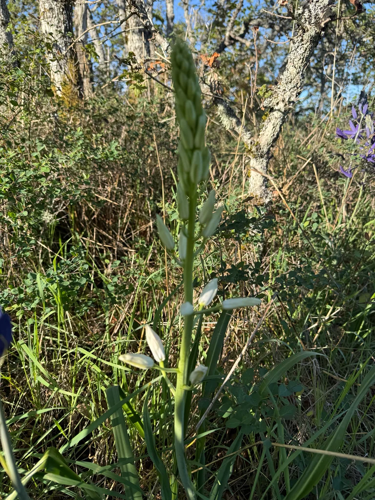 Camassia Leichtlinii