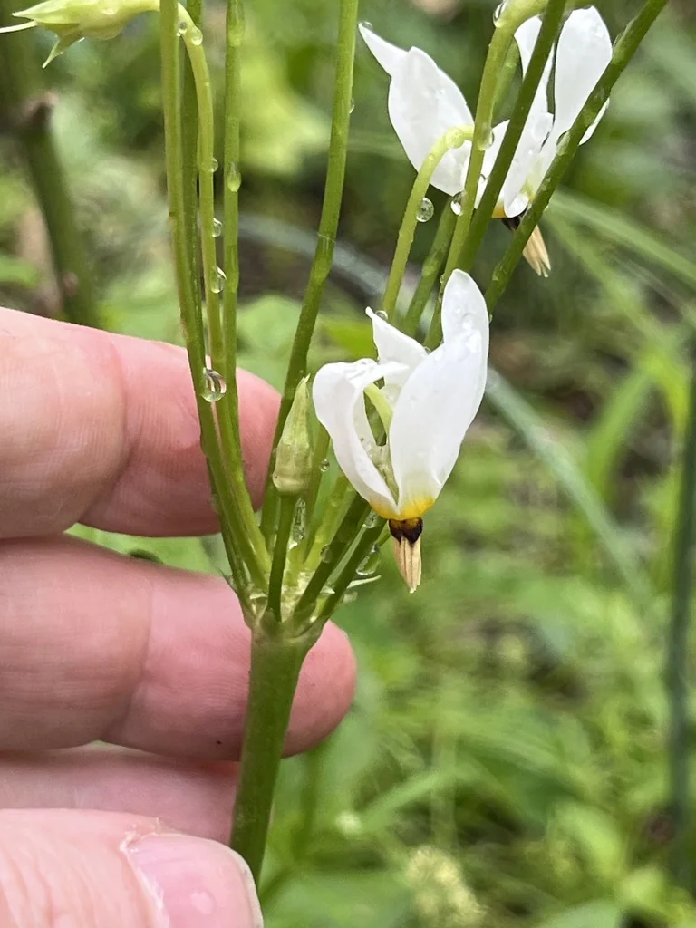 Dodecatheon Meadia