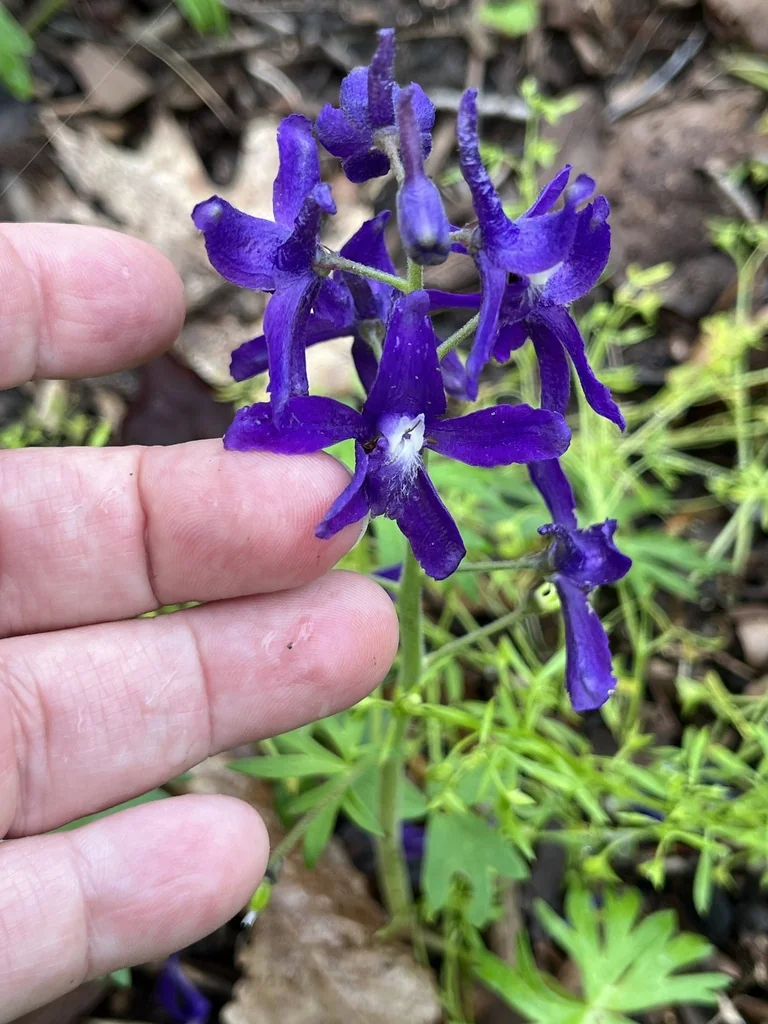Delphinium Tricorne