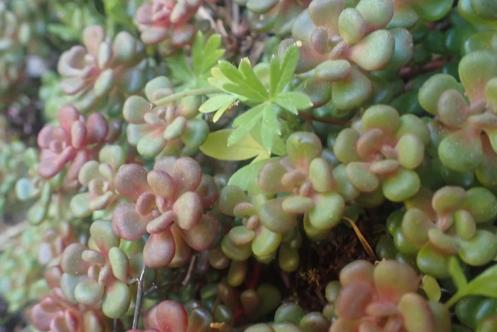 Sedum Oreganum