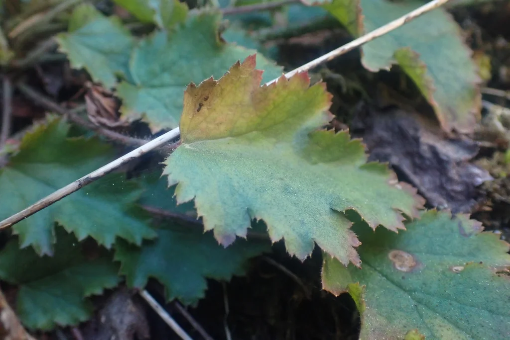 Heuchera Micrantha